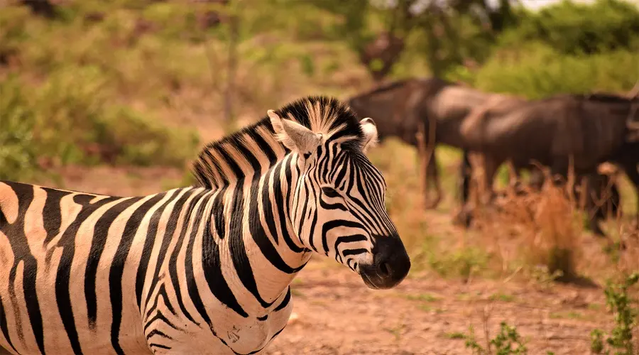 AFCON Family Travel Package